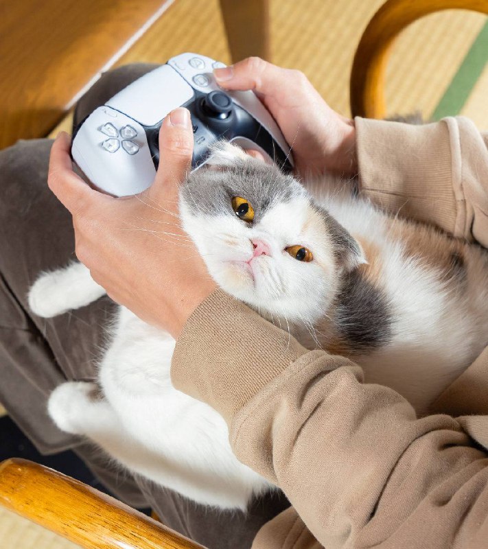 PlayStation日本官推晒出的猫猫PlayStation日本官推晒出的猫猫